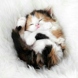  canal de Gatos 😻 Cats en español