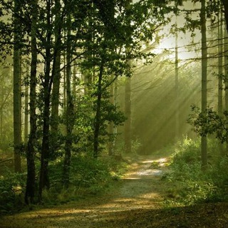 imagen de perfil del canal  El Bosque 