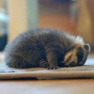  grupo de Mimimi animals 