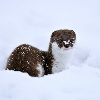  canal de World ZOO 🐿 